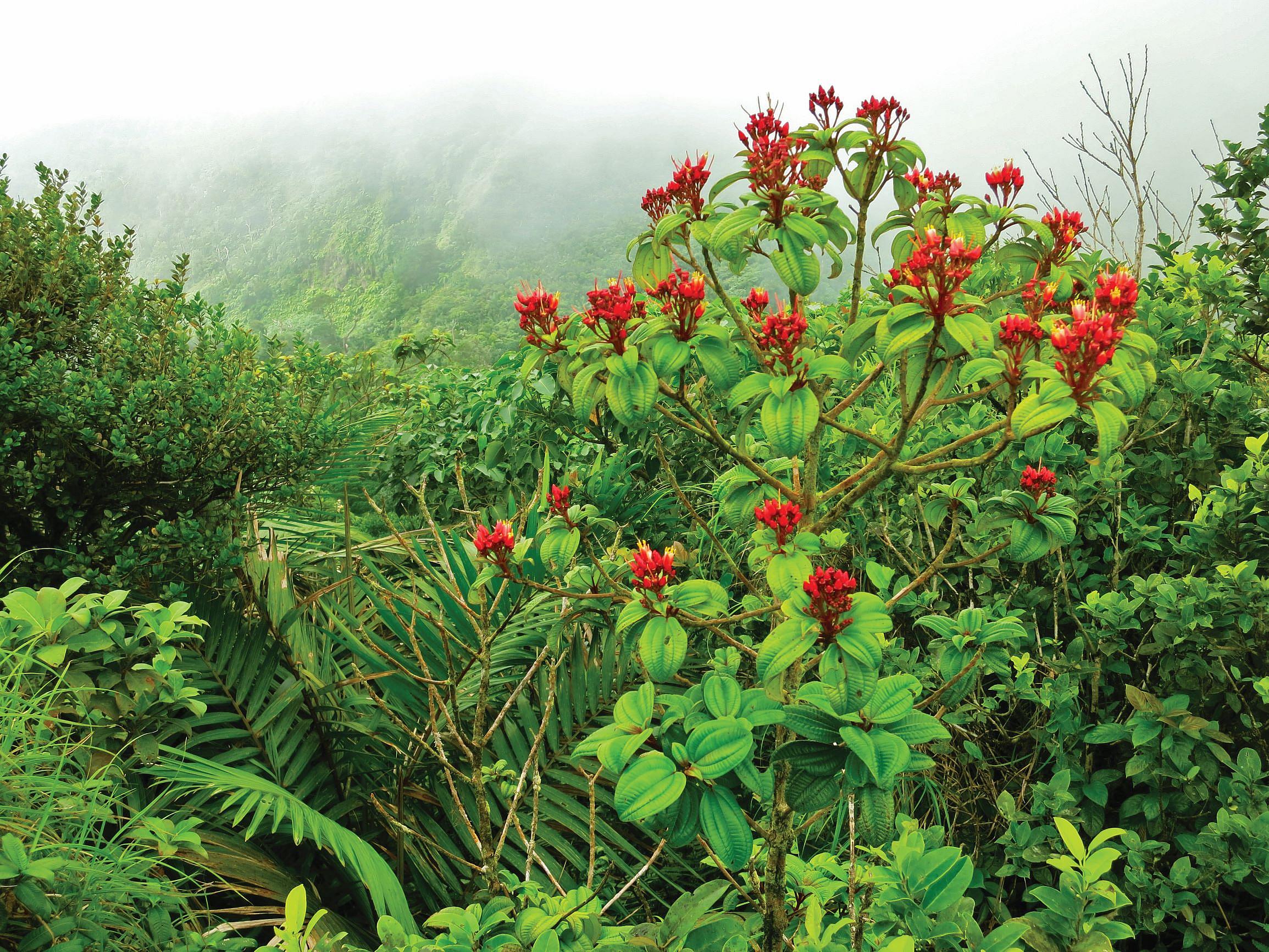 Grenada (5)