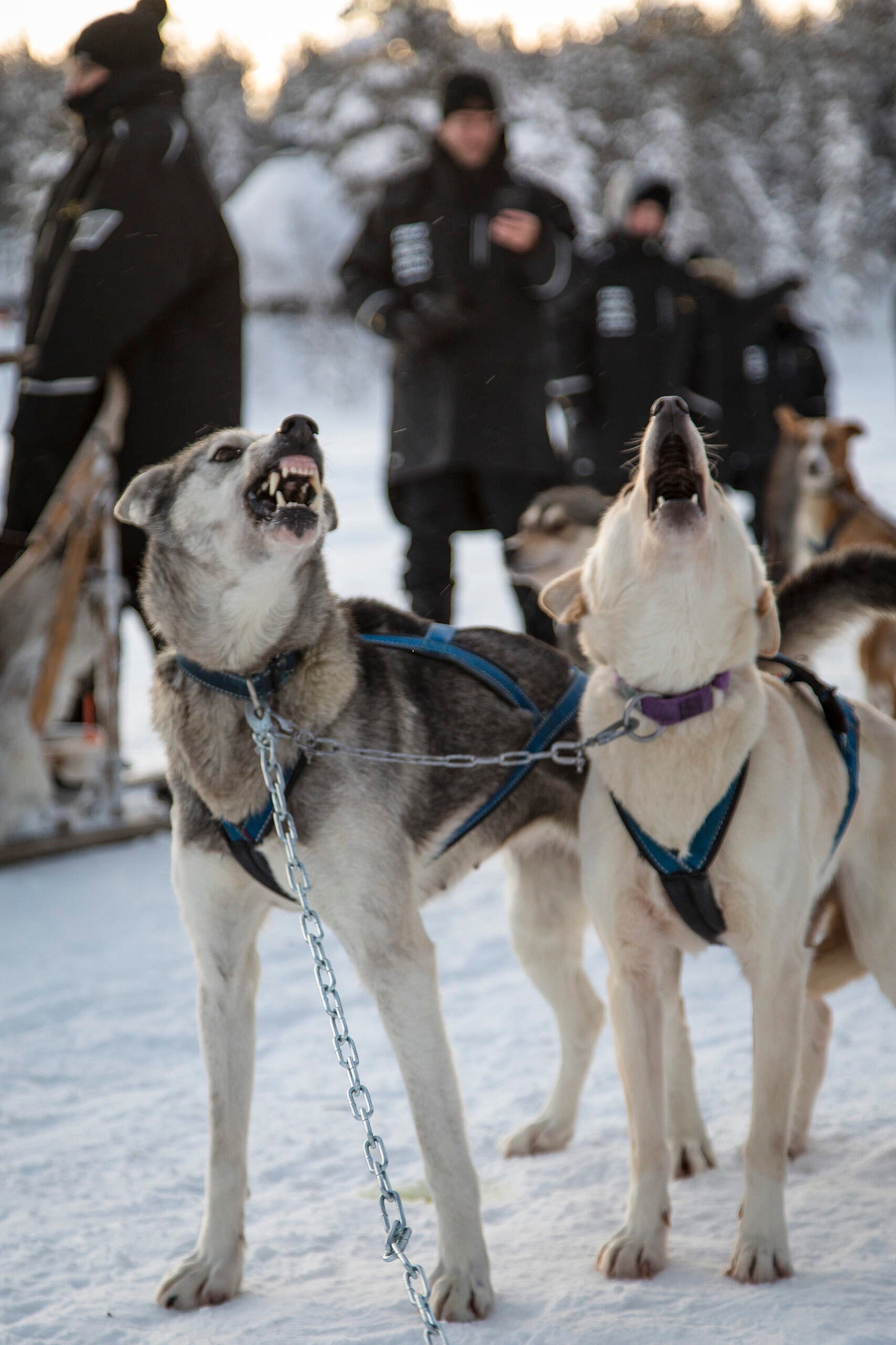 Pure McLaren Arctic Experience - 570S Spider -076