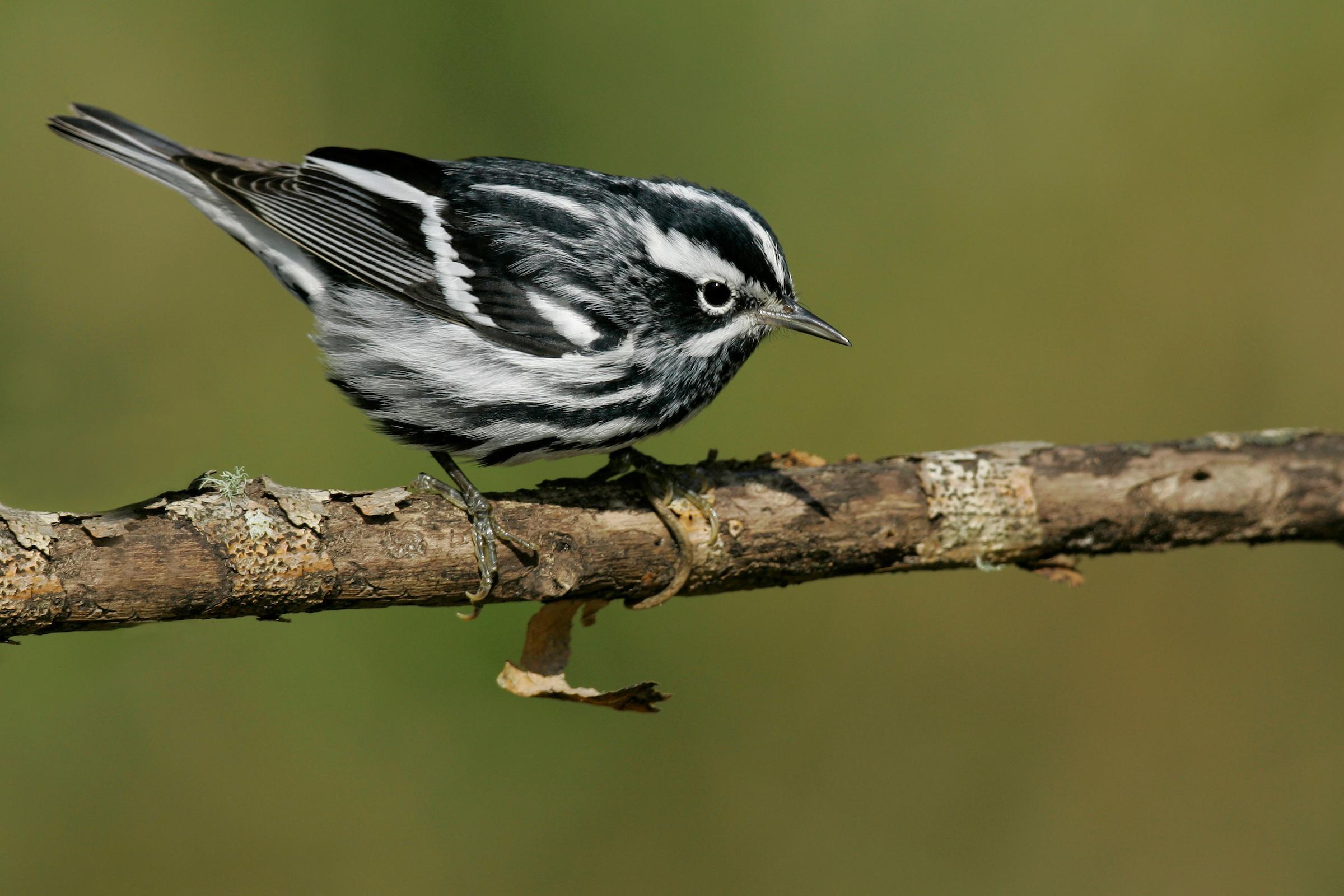 146609 © Brian E. Small Nature Photographers Ltd