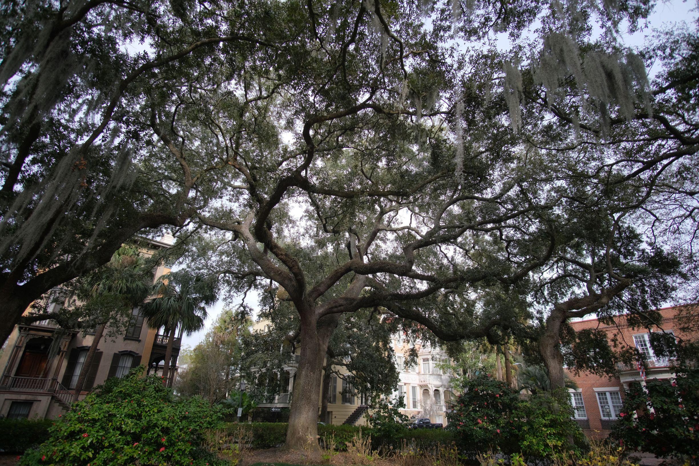 Monterey Square - Stinson Carter