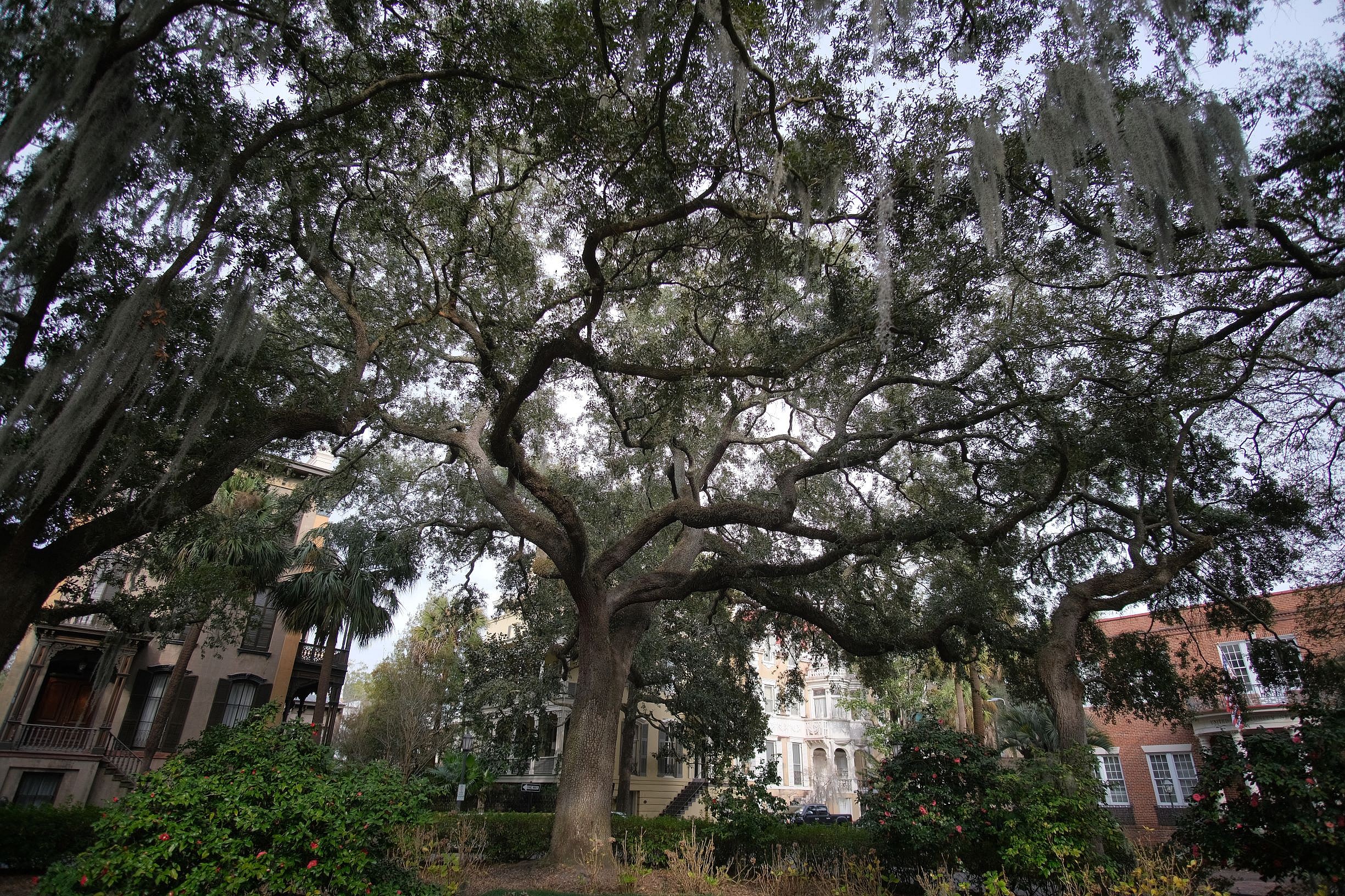 Monterey Square - Stinson Carter