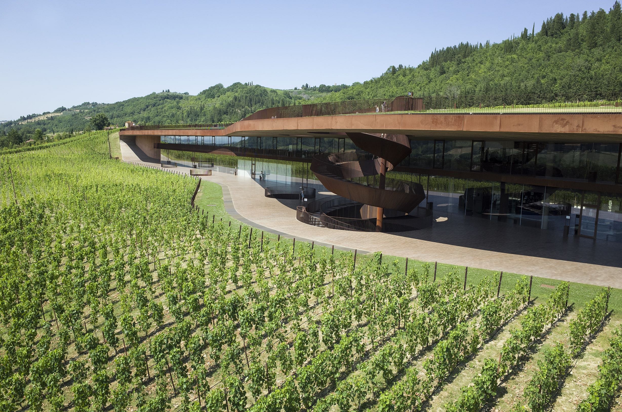 Vineyards (3)