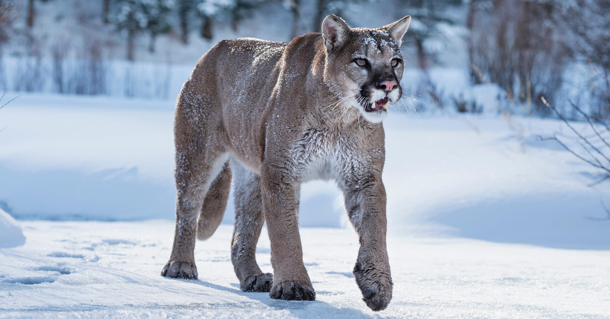 Mountain Lion Promo