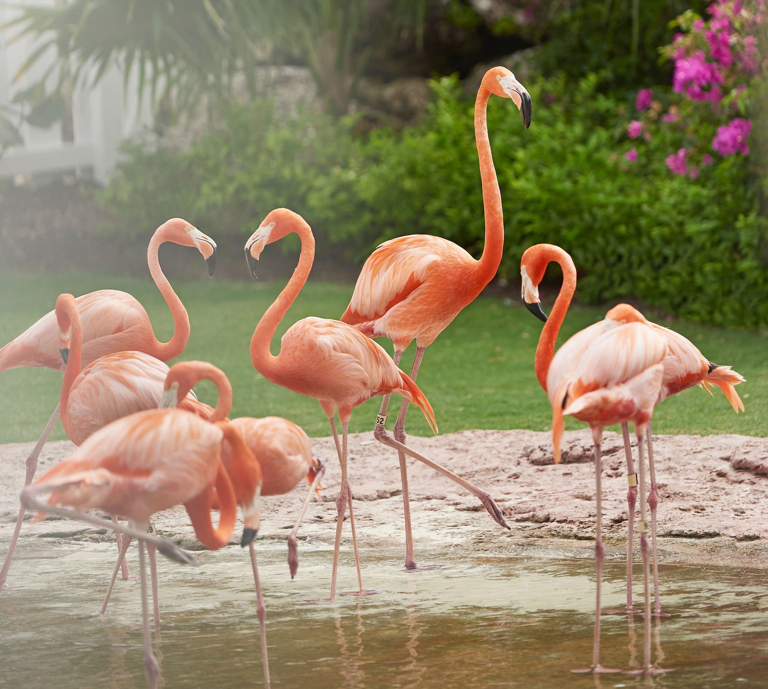 SLS-Baha-Mar-Flamingos-3
