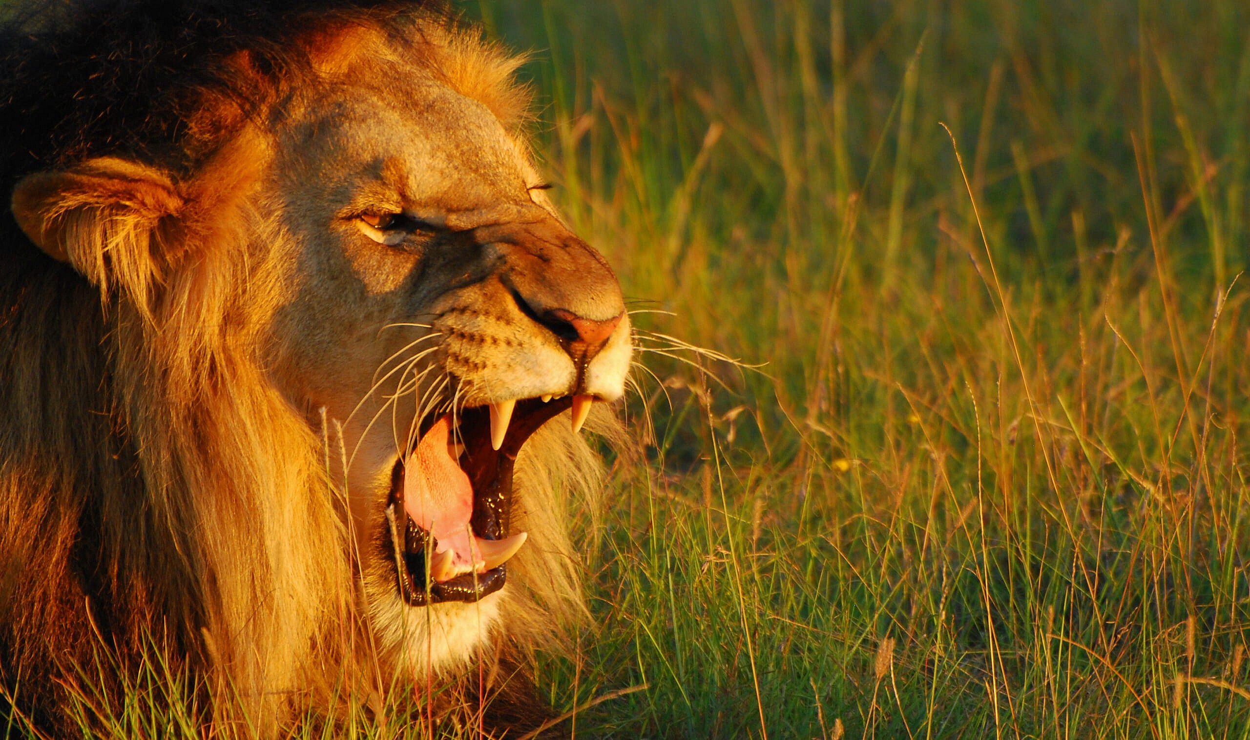 lion-roaring-GettyImages-92297976