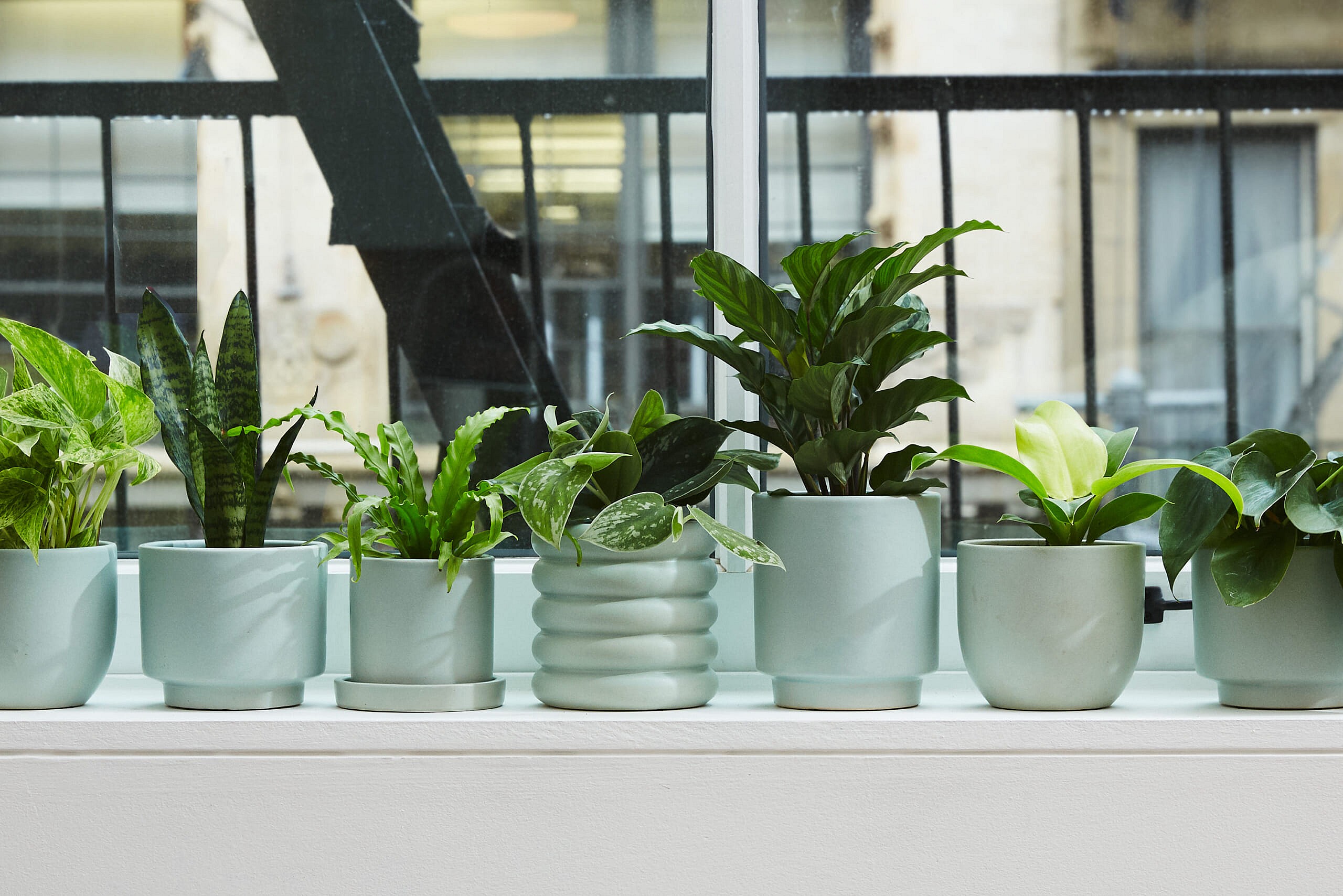 mint_lineup_crop