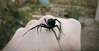 Black-Widow-Hand-67824