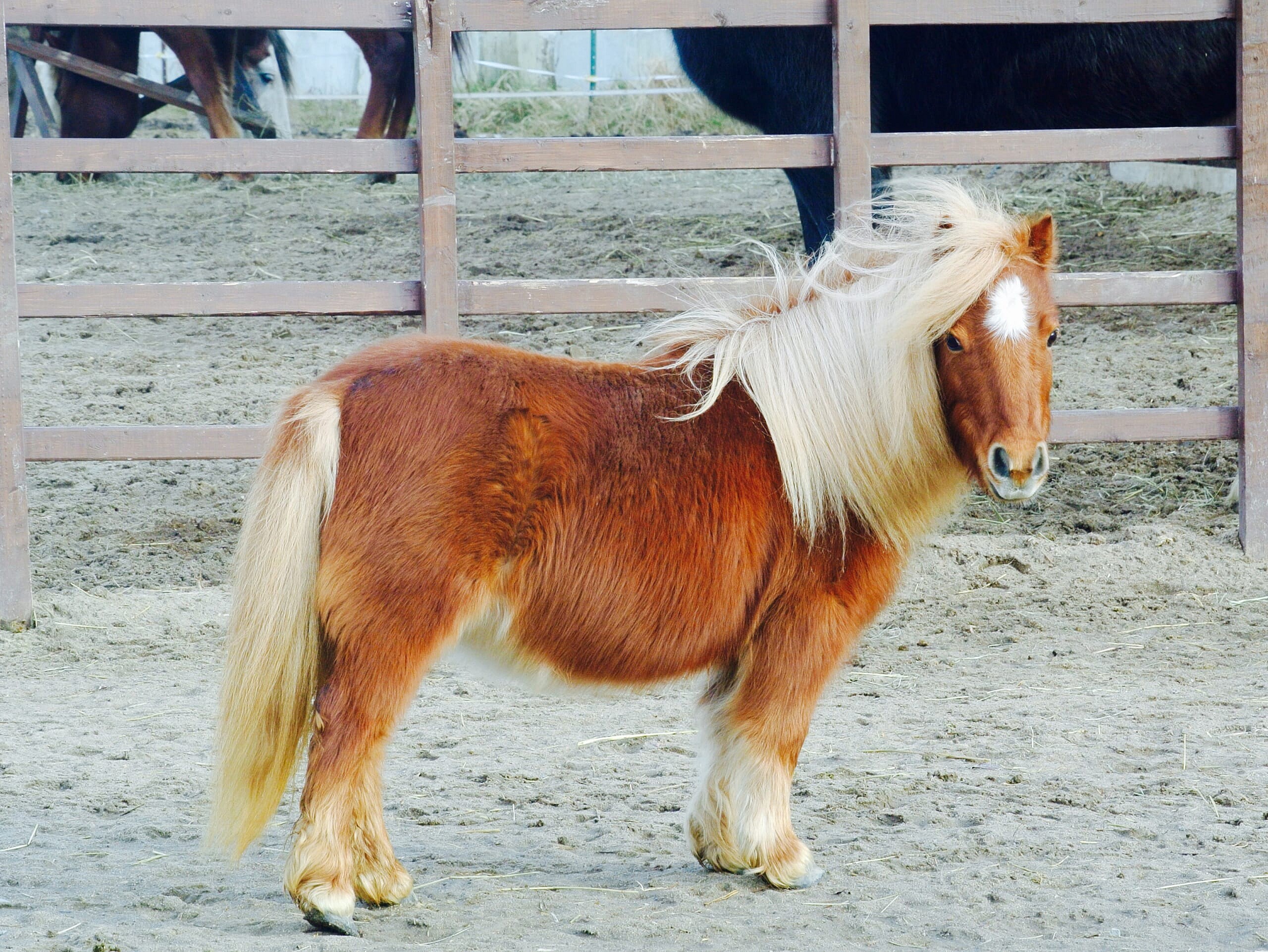 miniature-horse-GettyImages-609441033