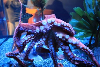 Octopus in tank wikimedia