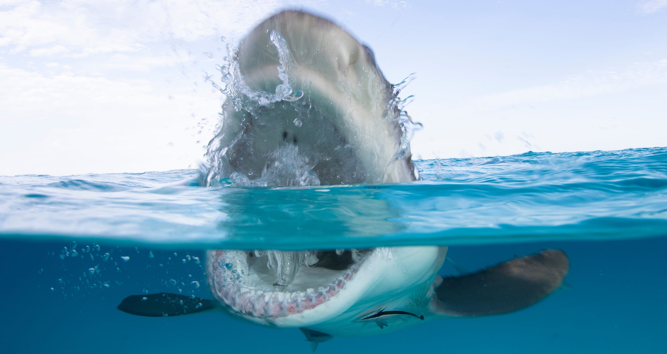 dsc-shark-week-2-36562_004