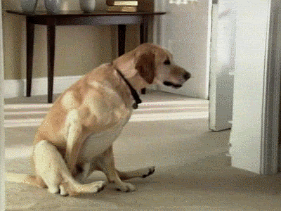 dogbuttslide1.gif