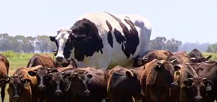 cow