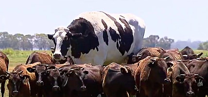 cow