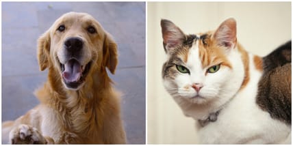 dogs