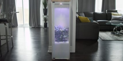 The Grobo cannabis home growing system (Photo: Grobo)