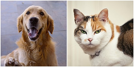 dogs