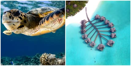 turtle2