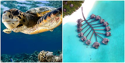 turtle2