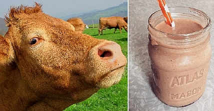 Cow and chocolate milk