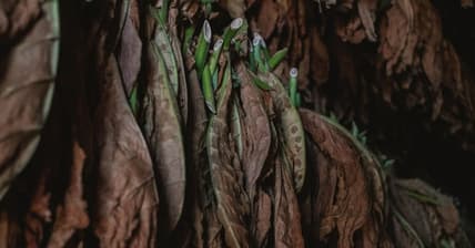 Black Buffalo Tobacco Alternative Promo