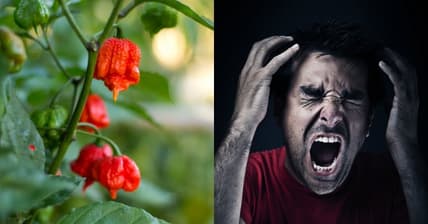 Carolina Reaper Promo