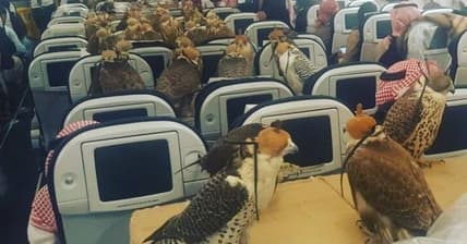 Falcons on a Plane Promo
