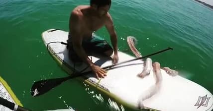 Giant Squid