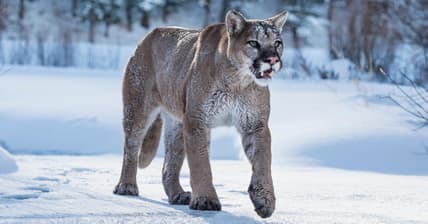 Mountain Lion Promo