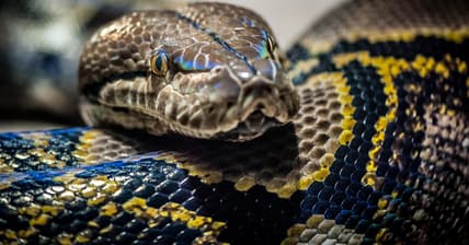 Python Promo