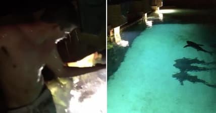 Spring Break Sharks