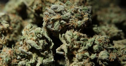 Dank weed