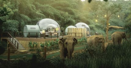 Jungle Bubbles Thailand Promo