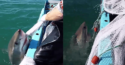 Australian Shark