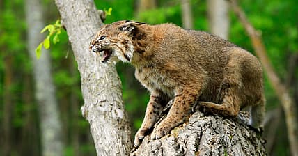 Bobcat Promo