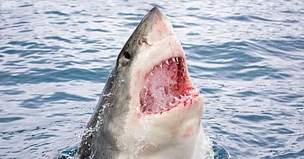 Great White Shark Promo