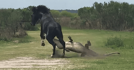 Horse Beating Gator