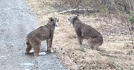 Lynx