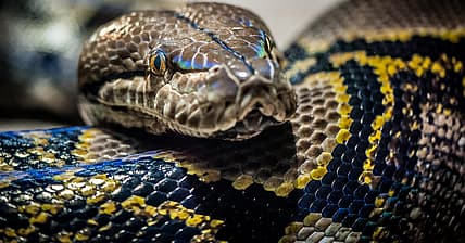 Python Promo