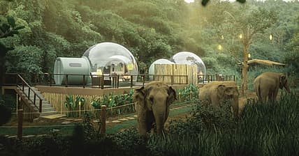 Jungle Bubbles Thailand Promo