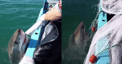 Australian Shark