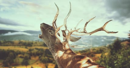 Deer Promo