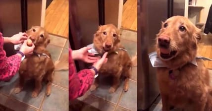 Golden Retriever Egg Challenge