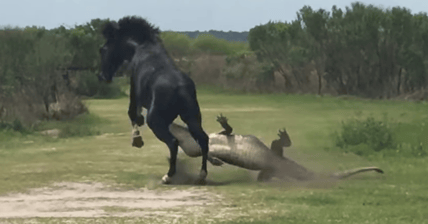 Horse Beating Gator