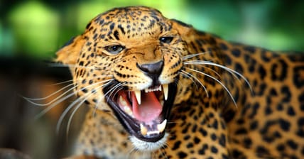 Jaguar Promo