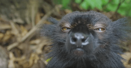 Stoned Lemur