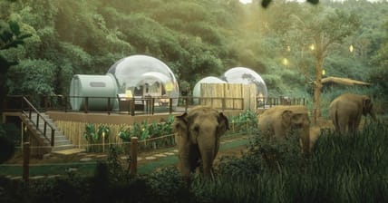 Jungle Bubbles Thailand Promo