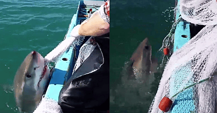 Australian Shark