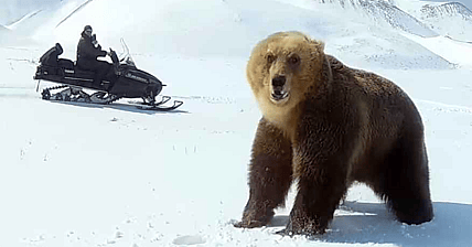 bear snowmobile