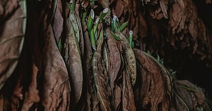 Black Buffalo Tobacco Alternative Promo