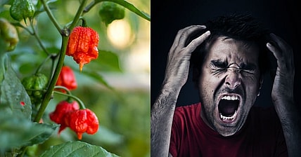 Carolina Reaper Promo